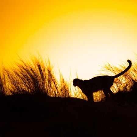 Gepard bei Sonnenuntergang