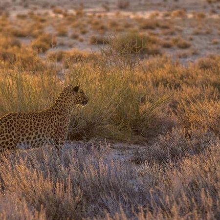Wachsam... Leopard, Weibchen