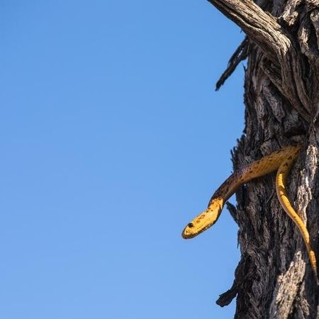 Kap-Kobra Naja nivea