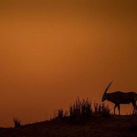 Oryx in der Abenddämmerung auf einer Düne