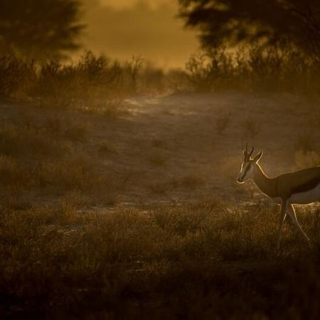 Springbock an einem nebligen Wintermorgen