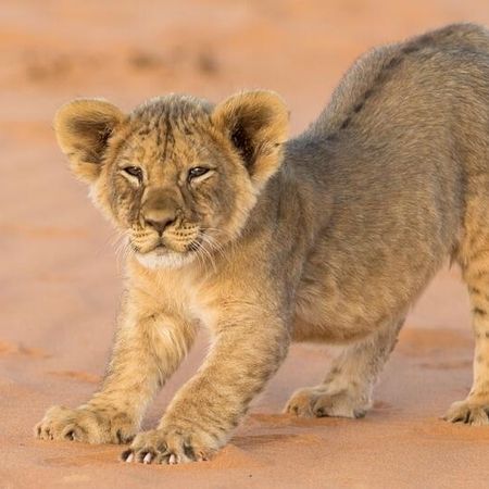 Löwenjunges, rd. 2 Monate alt