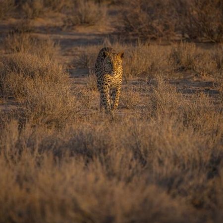 Vollendete Schönheit und Eleganz: Leopard, Weibchen
