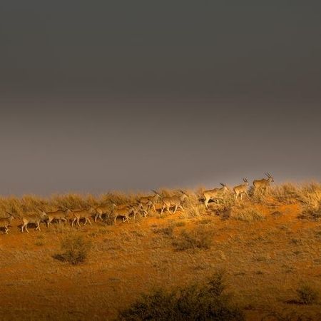 Elen-Antilopen in den Dünen