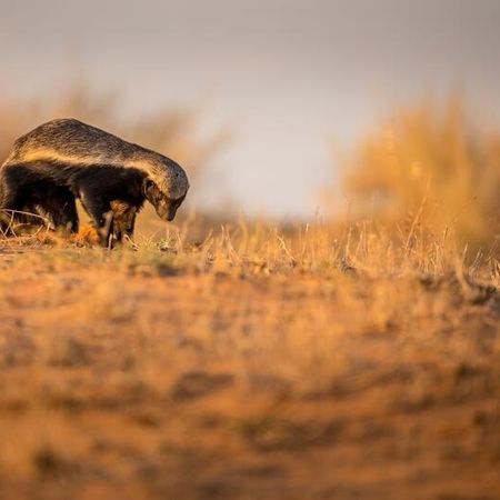 Honigdachs in den Dünen