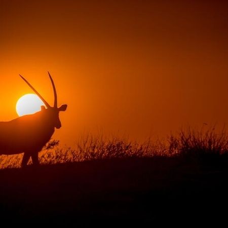 Spießbock (Oryx) im Sonnenaufgang