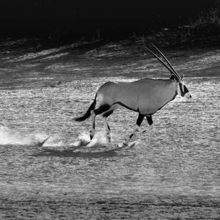 Sprinter - Oryx in Schwarzweiß