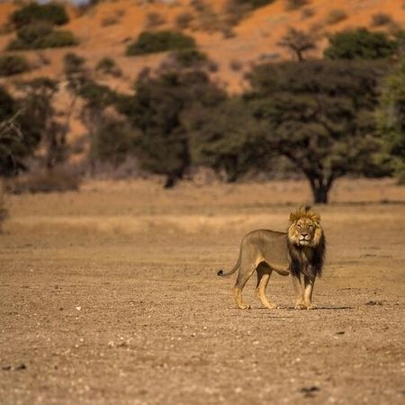Kapitaler Löwe im Tal des Nossob
