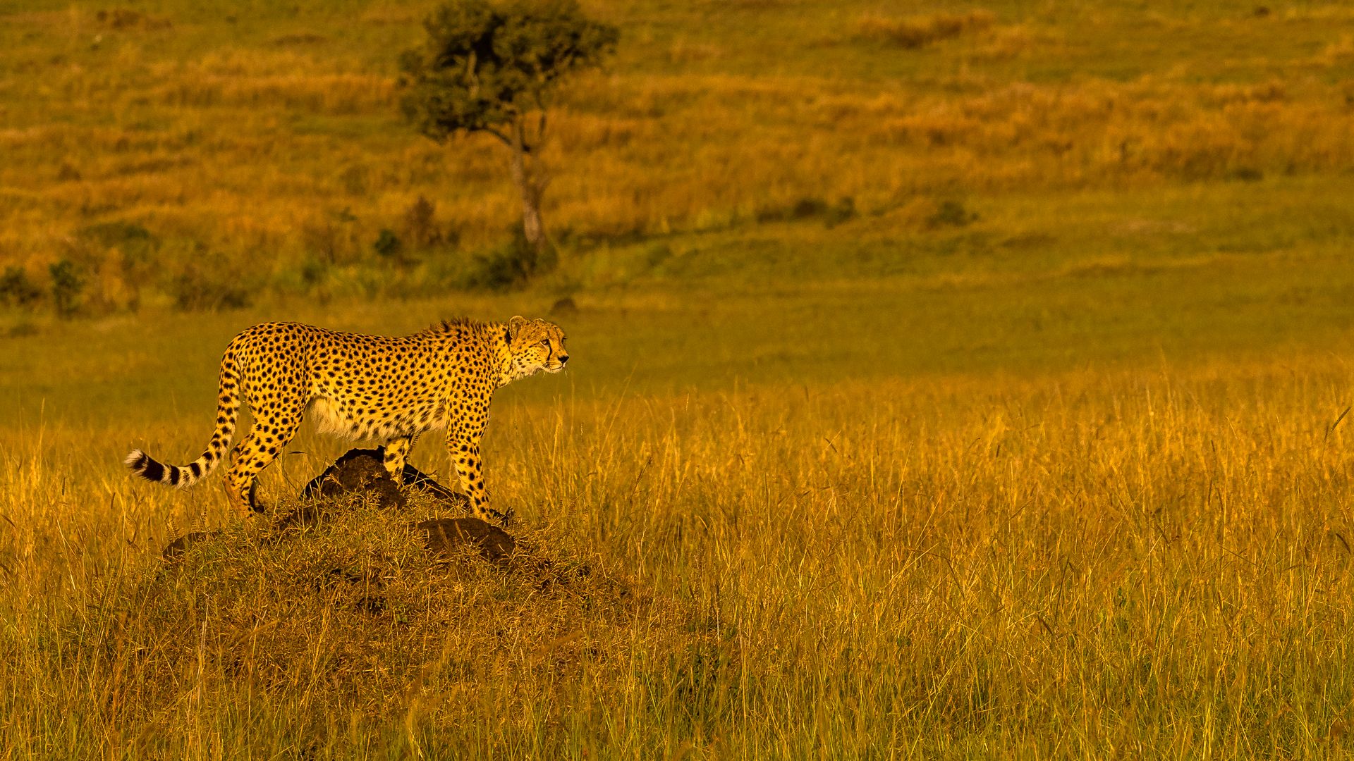 Cheetah auf einem Feld