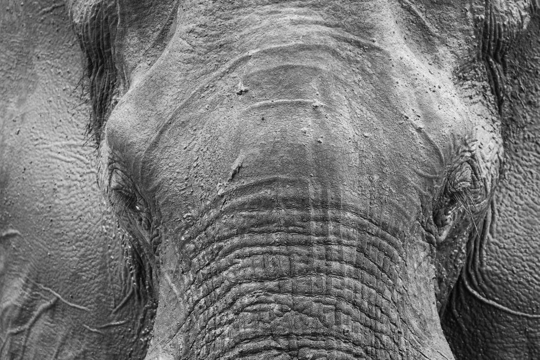 Elefant - Umweltplanung