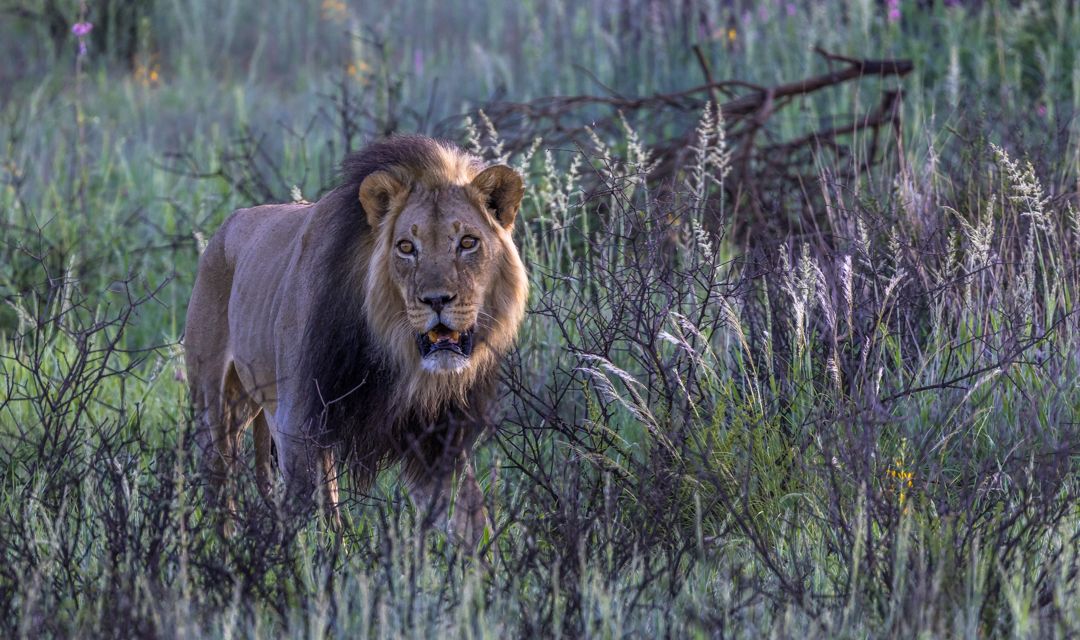 Löwe auf einem Feld