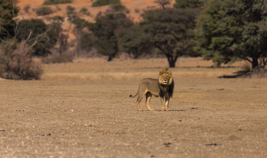 Löwe auf einem Feld