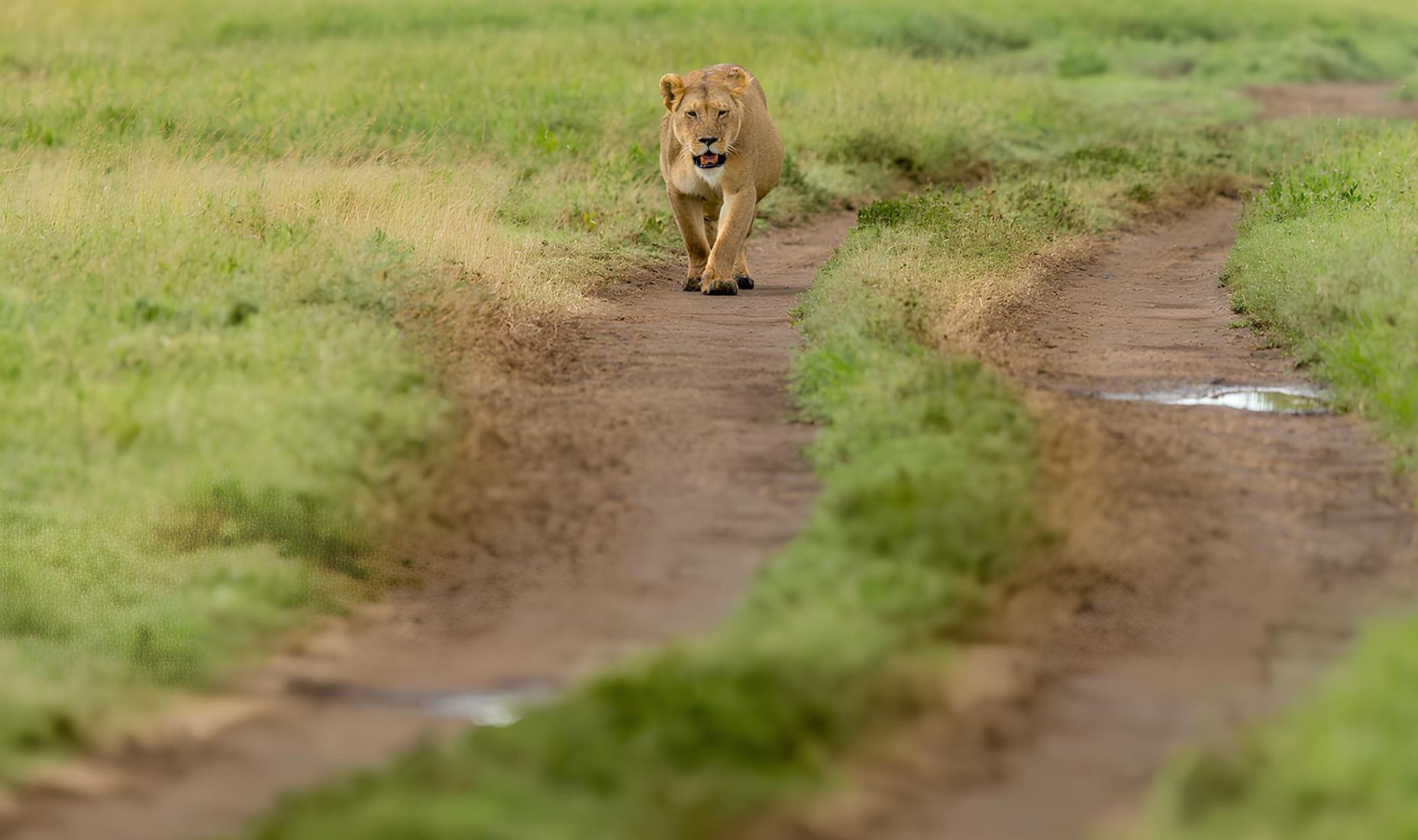 Löwe auf einem Feld