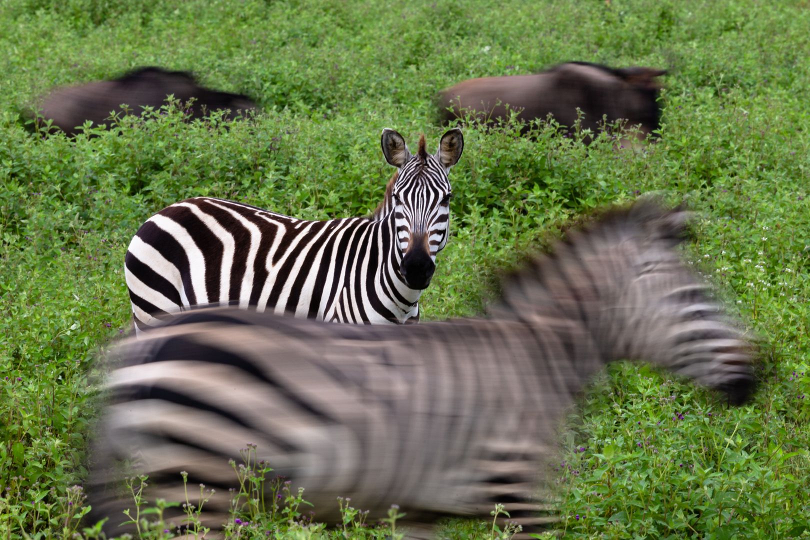 Zebras auf einer Wiese - Fotografie