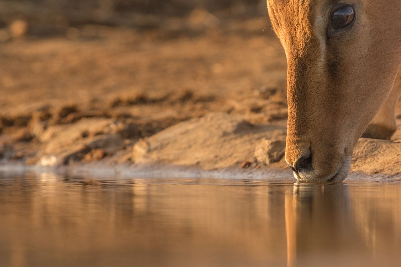 Tier trinkt Wasser aus einer Wasserquelle