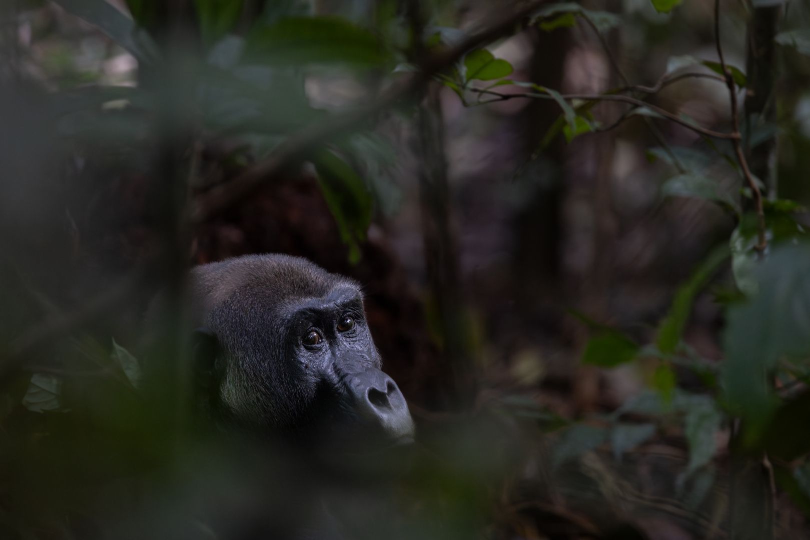Foto von einem Affen hinter einem Busch